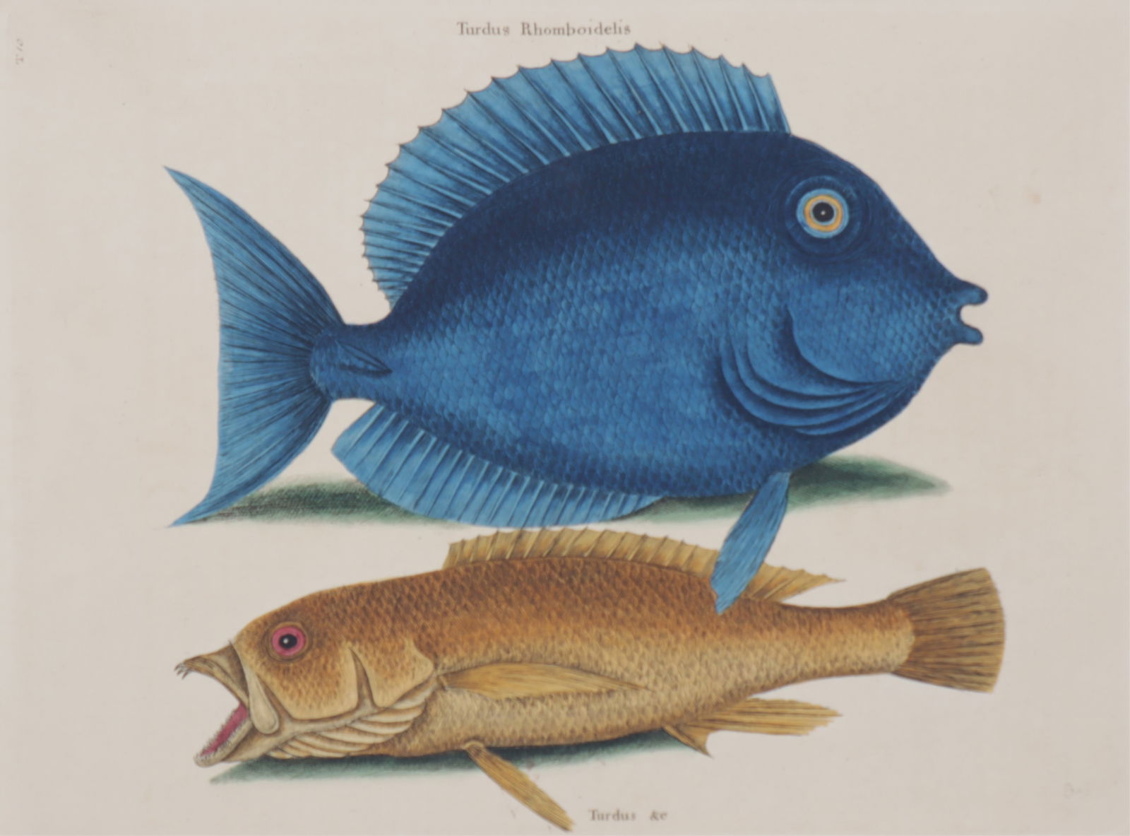 Mark Catesby - Turdus Fish T10, Engraving (1 of 8)