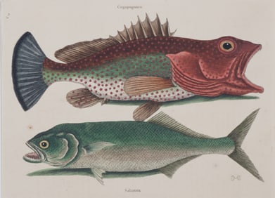 Mark Catesby - Fish Engraving, T14
