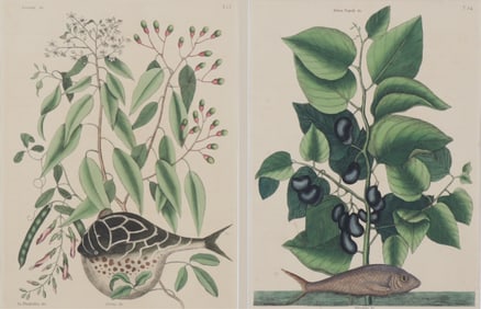 Mark Catesby - Fish Engravings, T28 & T24