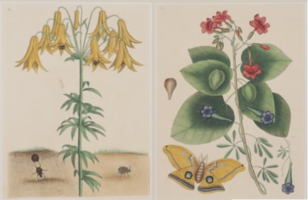 Mark Catesby - Moth & Beetle Engravings