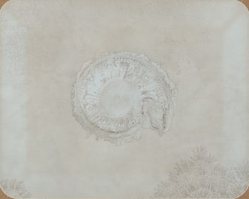 Ammonite Mixed Media Print