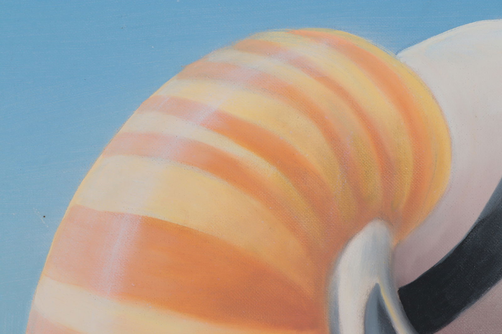 Nancy Jolly - Floating Nautilus, A/C - 3