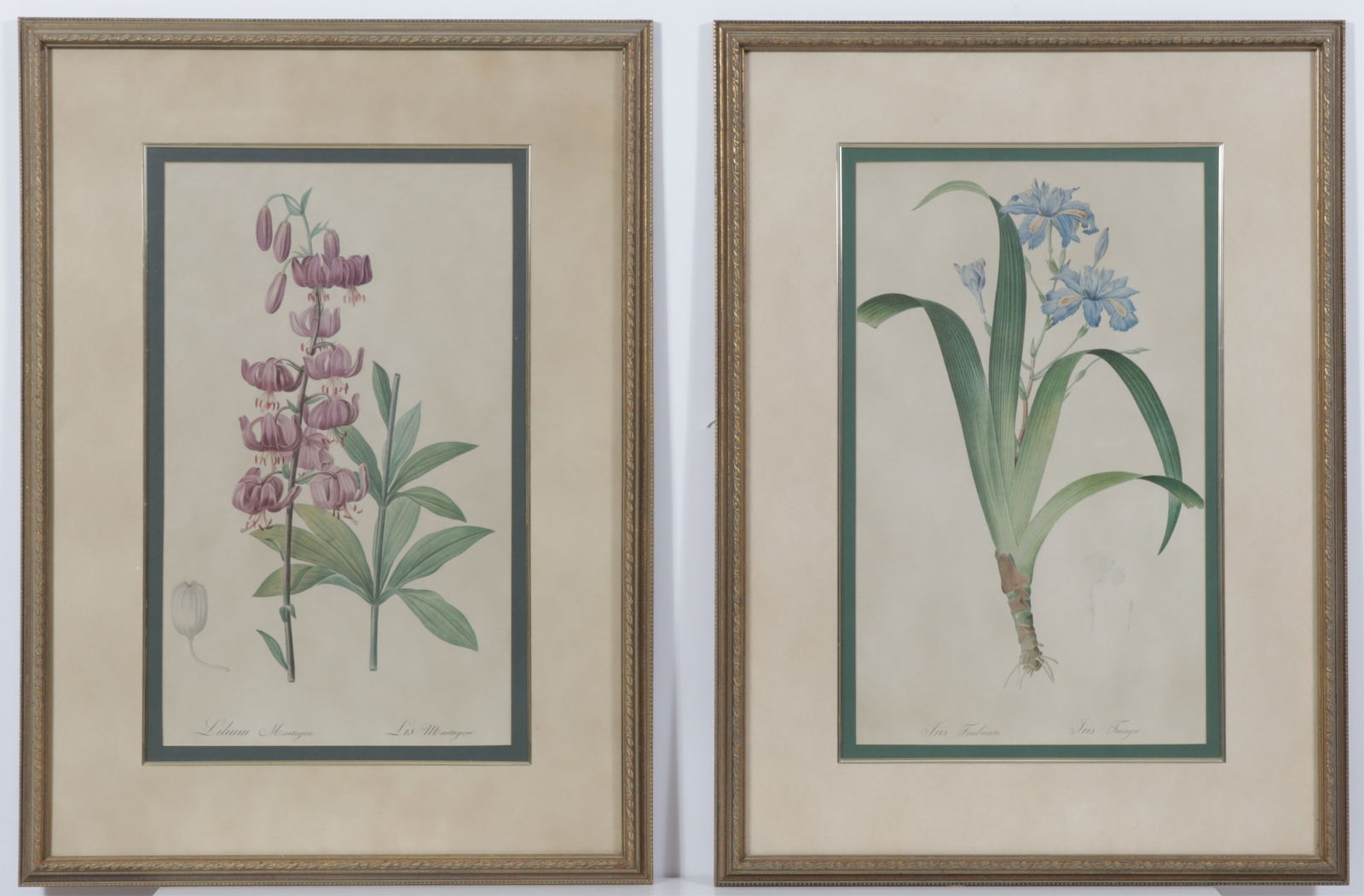 After Pierre Joseph Redoute - Botanical Prints: After Pierre - Joseph Redoute, French, 1759-1840, 2 Botanical Prints, Japanese Iris & Martagon Lily Dimensions: Each Framed 29.75" H x 21.75" W 