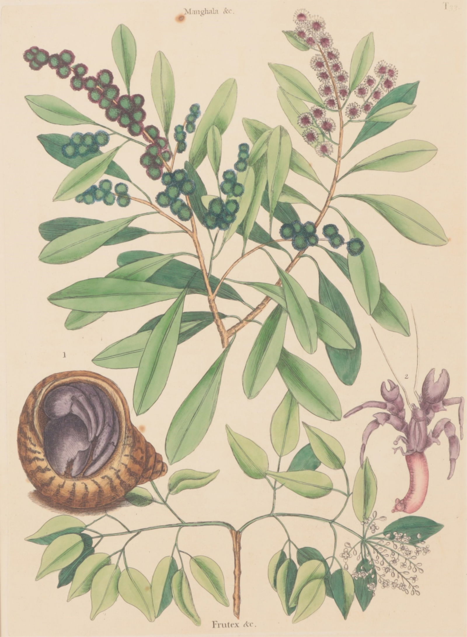 Mark Catesby - Manghala & Frutex T33, Engraving: Mark Catesby (British/American, 1683-1749) "Manghala & Trutex", Plate T33, (with branches of two small trees), "Button Mangrove & Sea Torchwood and Hermit Crab and Shell", Volume 2 from the third