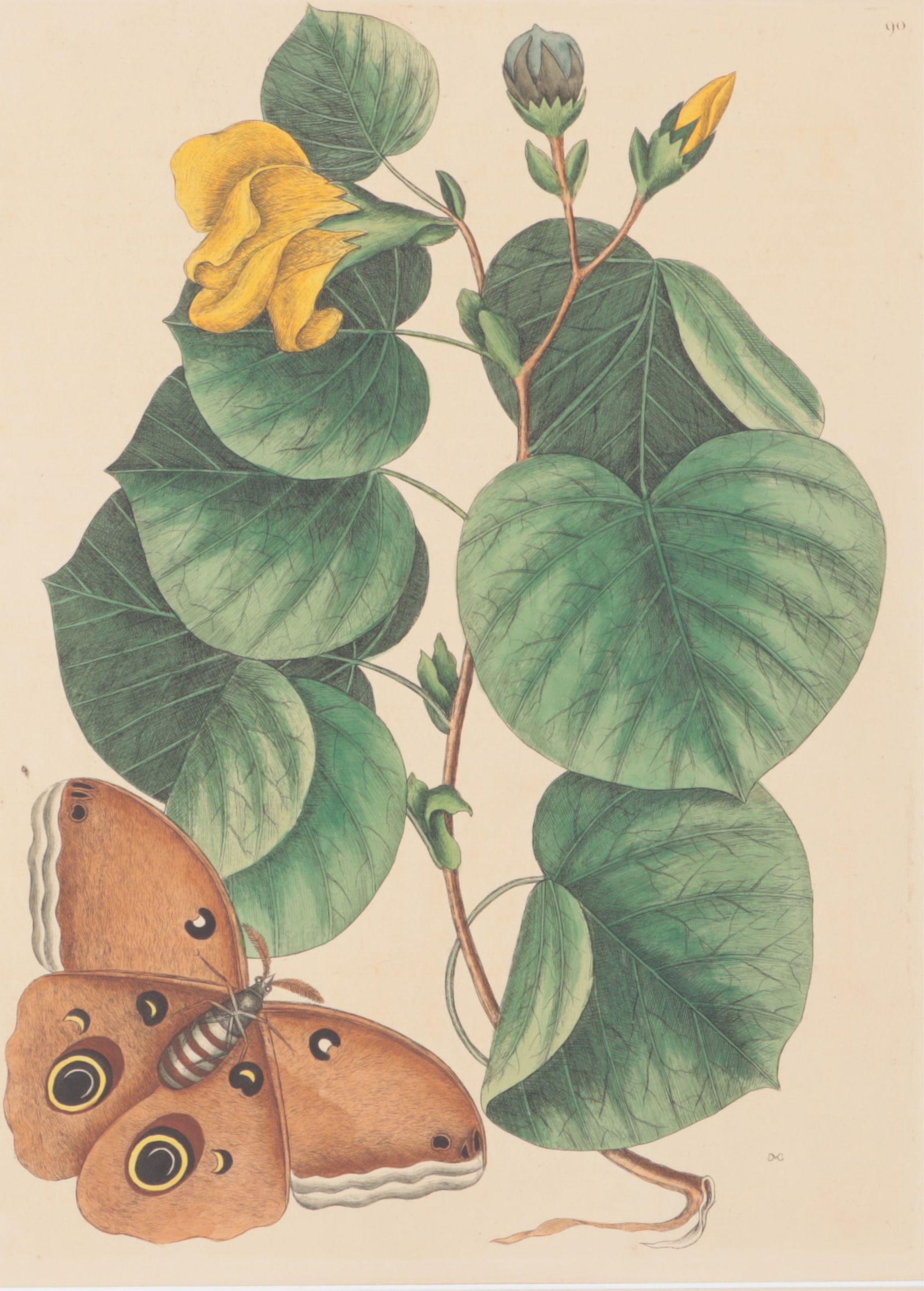 Mark Catesby - Brown Moth with Maho-Tree 90, Engr.: Mark Catesby (British/American, 1683-1749) "Brown Moth with Maho-Tree", Plate 90, monogrammed MC in plate, watermark J. Ruse 1800, from the third edition of 1771-1810.Included is the original sheet