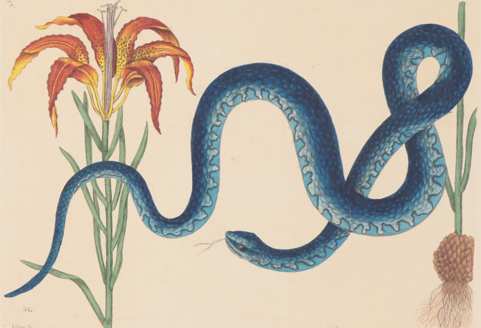 Mark Catesby - Wampum Snake 58, Engraving: Mark Catesby (British/American, 1683-1749) "The Wampum Snake", Plate 58, (Angelus Lilium) The Snake Lily, with Red Lily, watermark J. Ruse 1800, monogrammed MC in plate, from the third edition of 1771