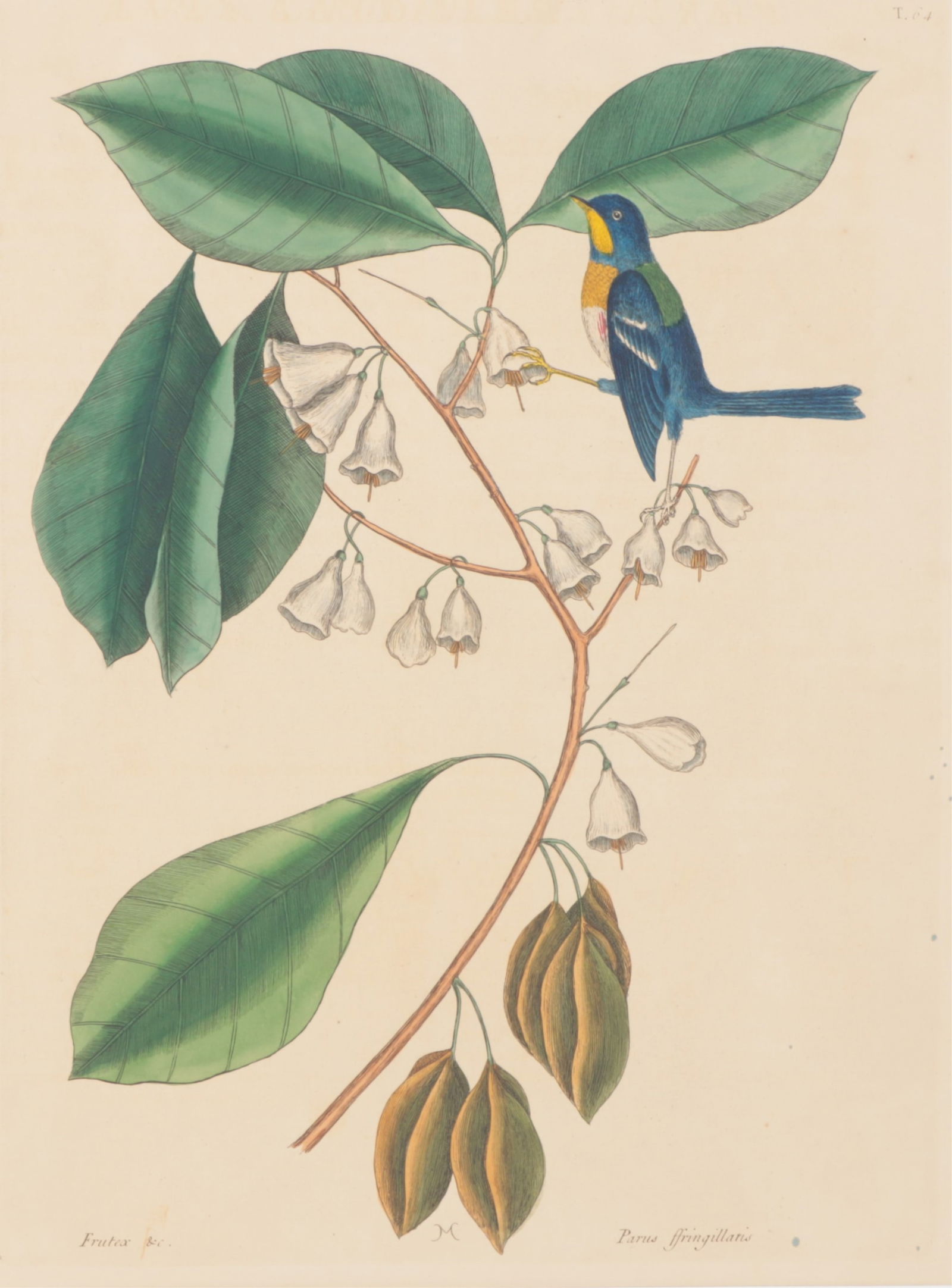 Mark Catesby - Finch-Creeper T64, Engraving (1 of 14)