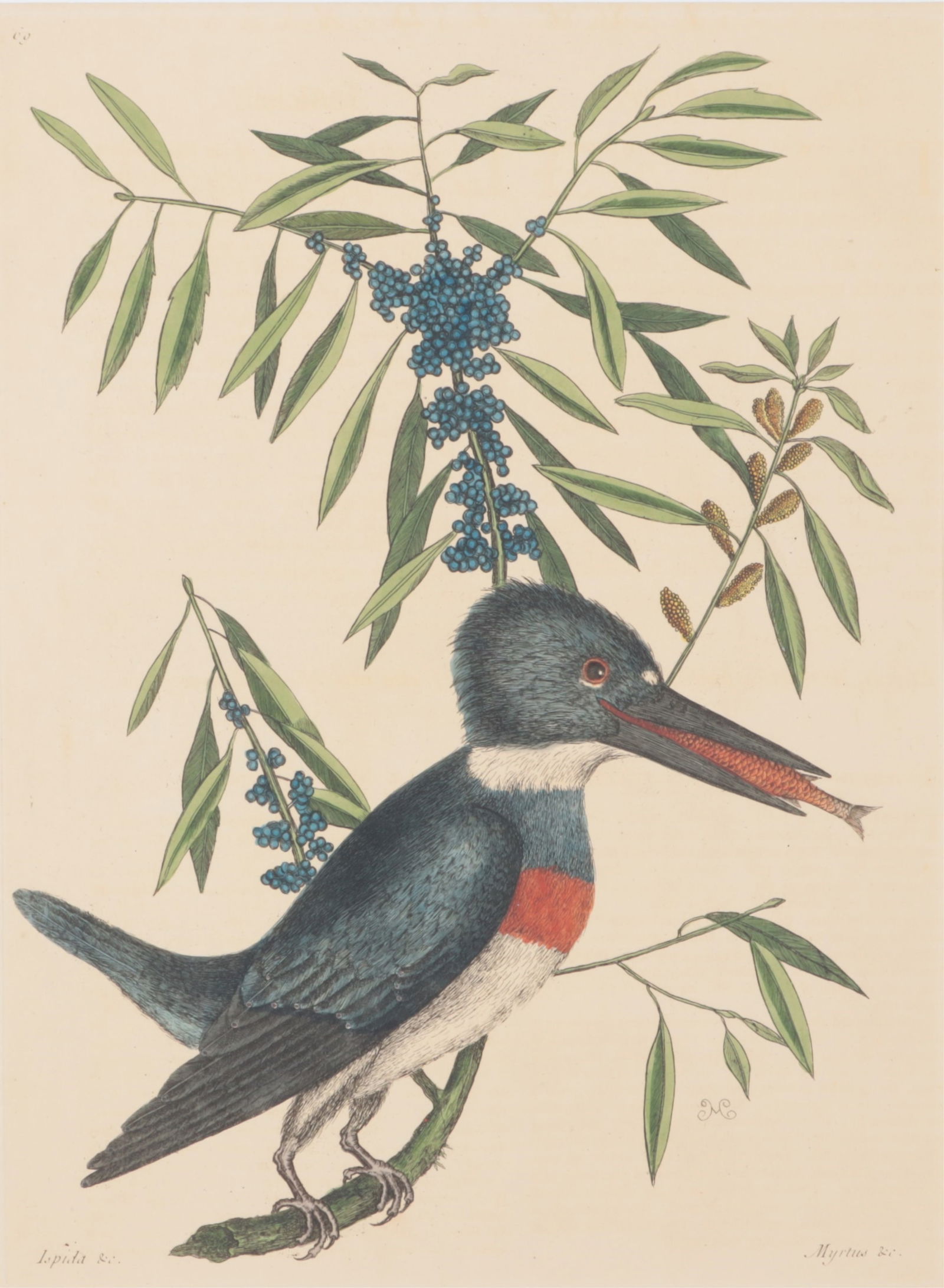 Mark Catesby - The Kingfisher 69, Engraving (1 of 14)
