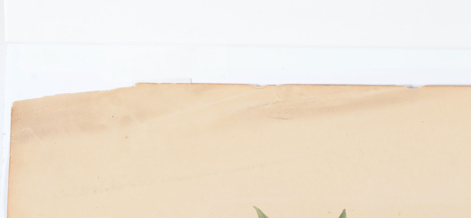 Mark Catesby - Blue Jay, Engraving - 10