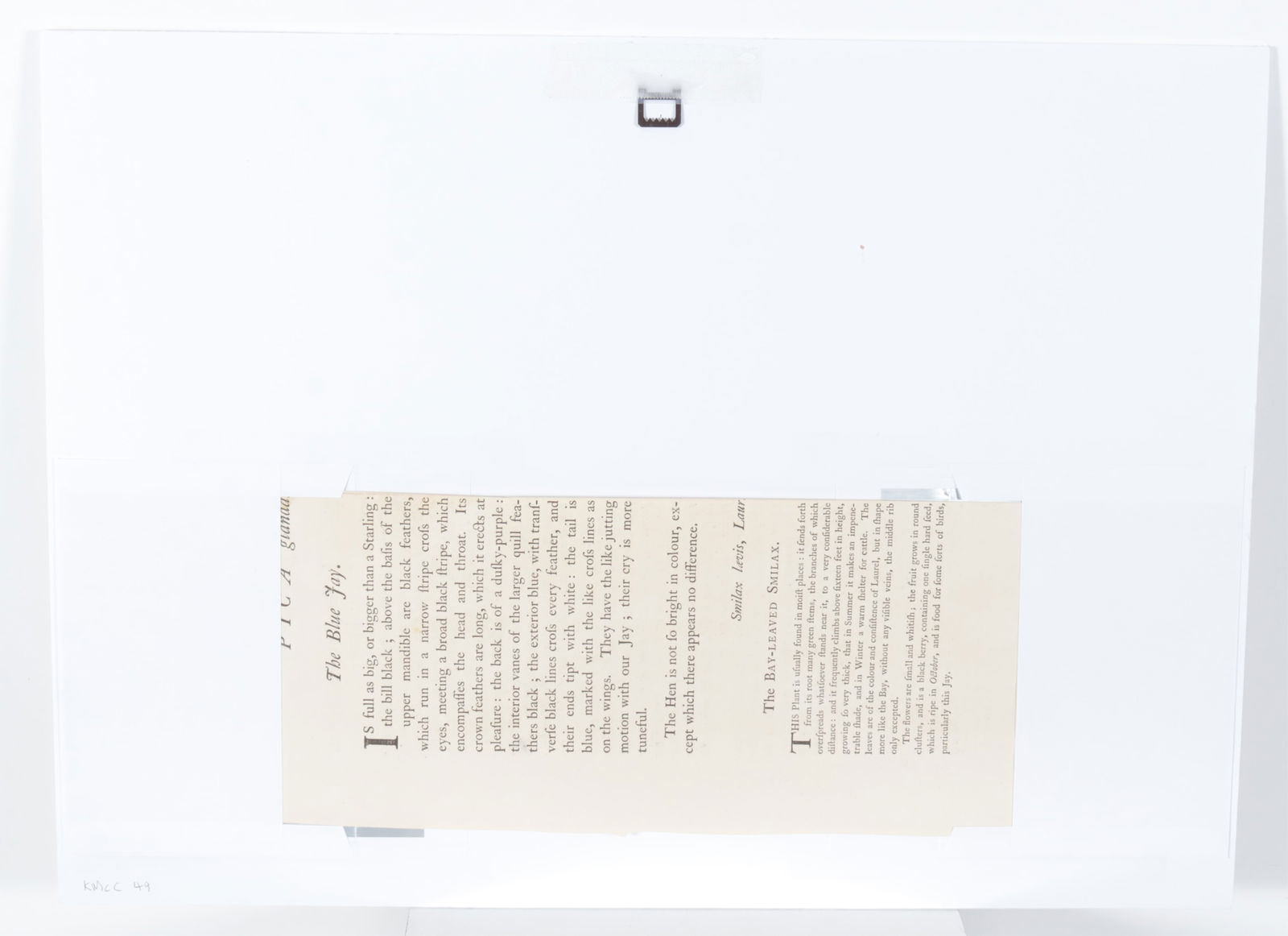 Mark Catesby - Blue Jay, Engraving - 11