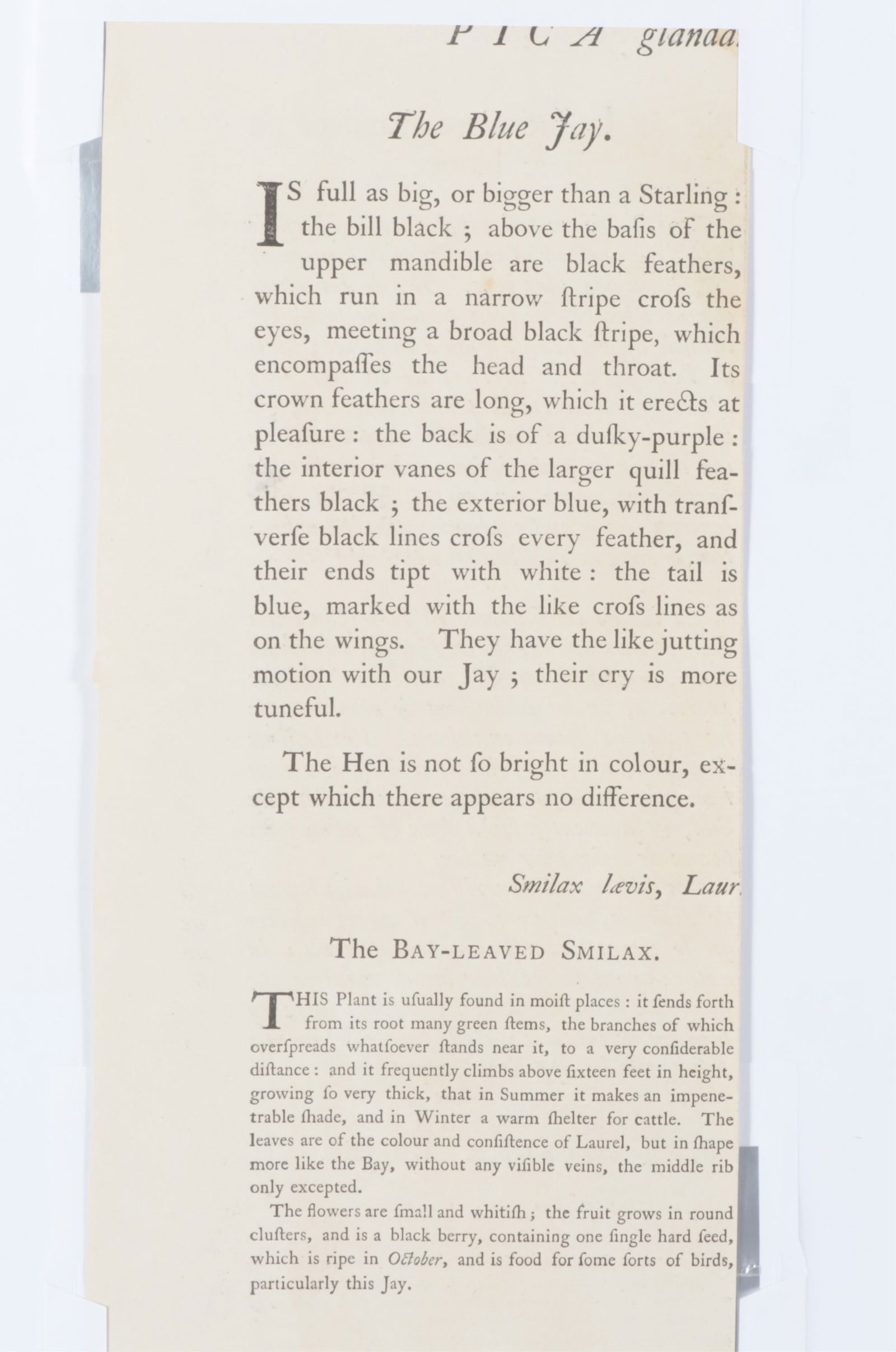 Mark Catesby - Blue Jay, Engraving - 12