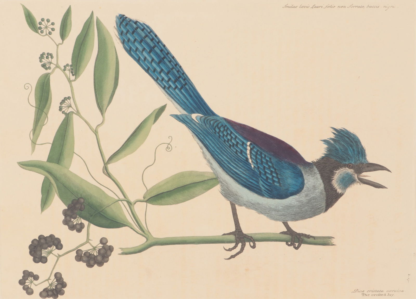 Mark Catesby - Blue Jay, Engraving (1 of 12)