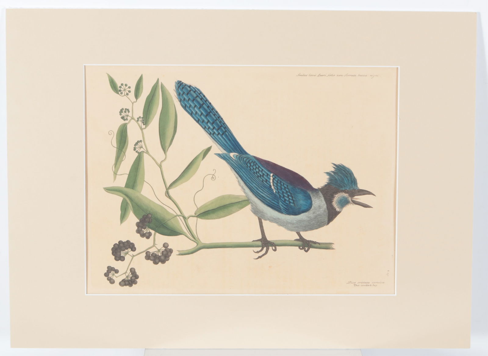 Mark Catesby - Blue Jay, Engraving - 2