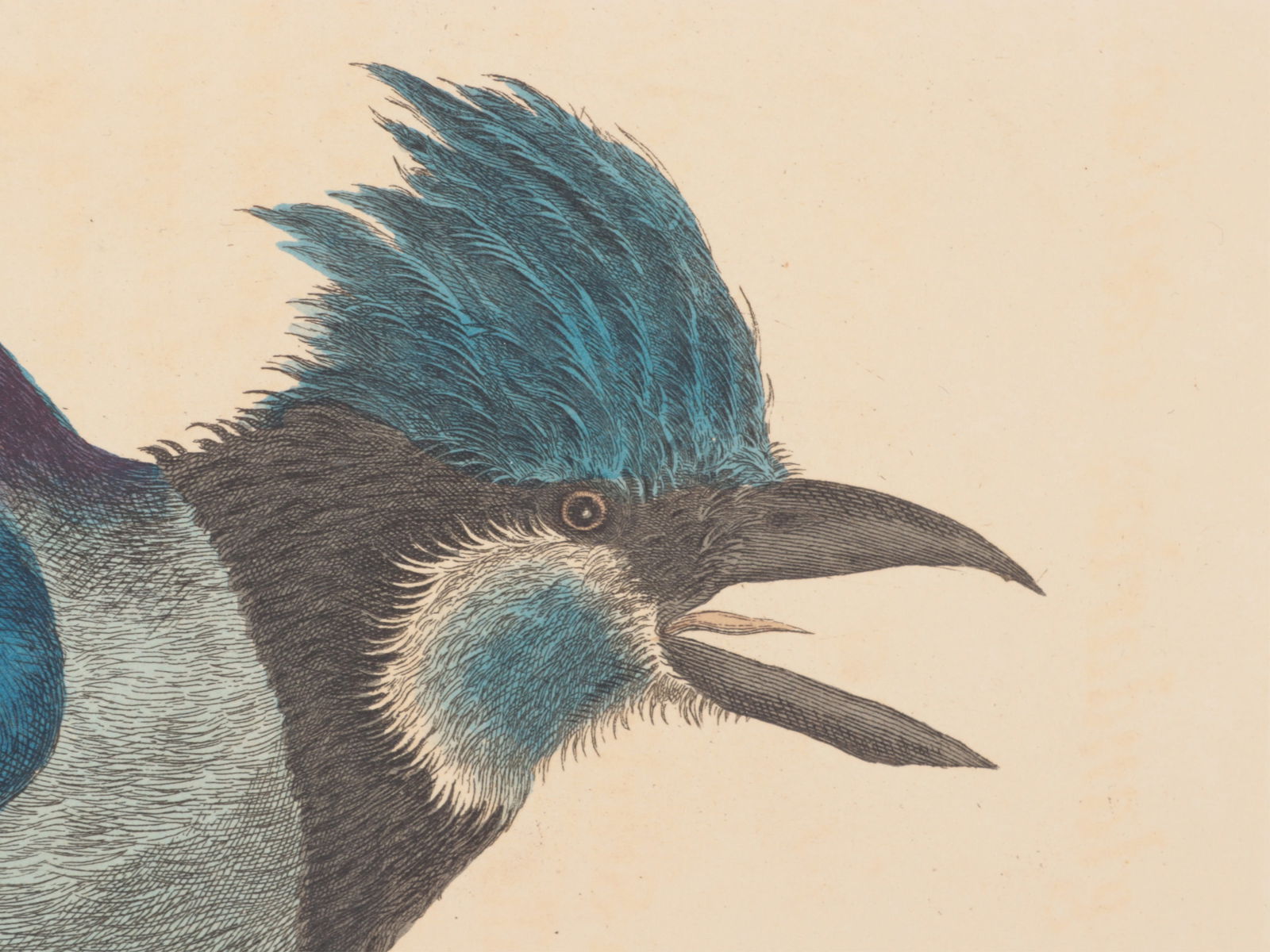 Mark Catesby - Blue Jay, Engraving - 3