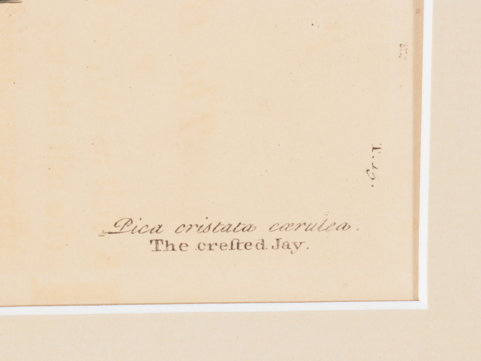 Mark Catesby - Blue Jay, Engraving - 4