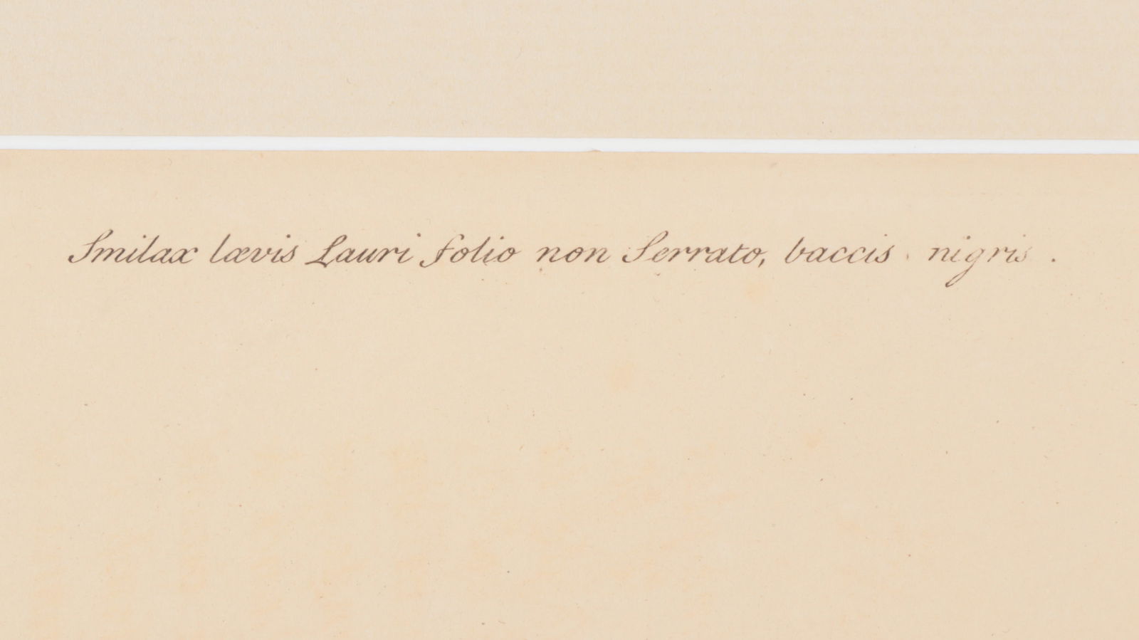 Mark Catesby - Blue Jay, Engraving - 5