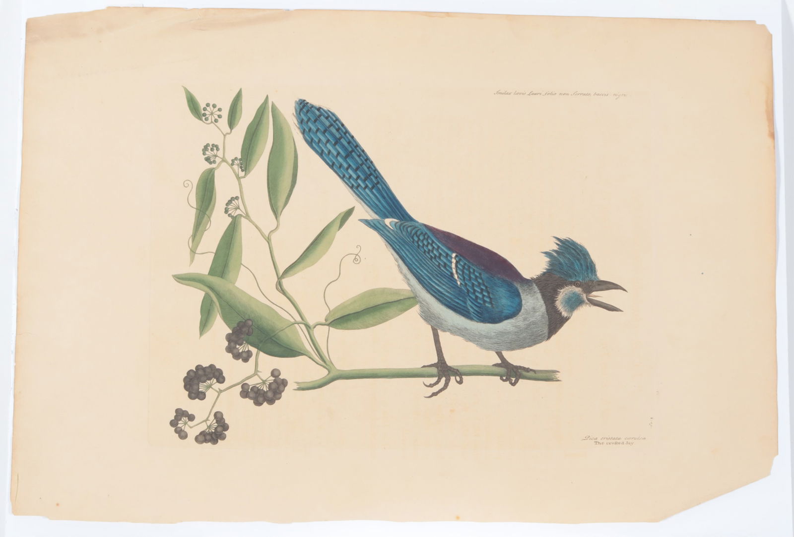 Mark Catesby - Blue Jay, Engraving - 6