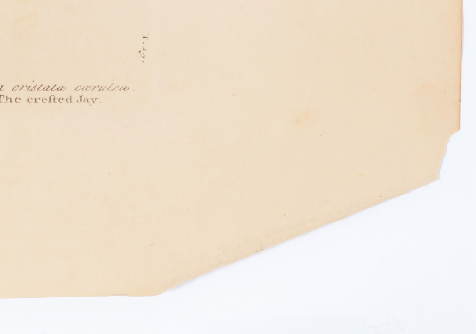 Mark Catesby - Blue Jay, Engraving - 7