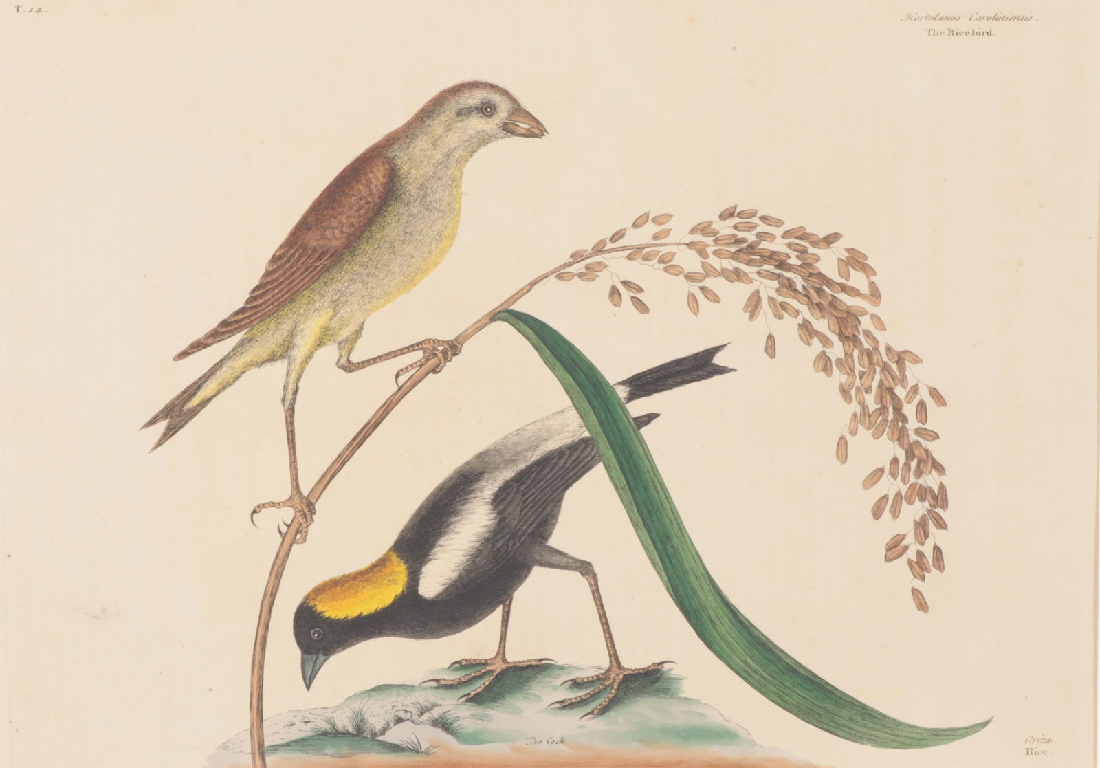 Mark Catesby - Rice-Bird T14, Engraving (1 of 15)