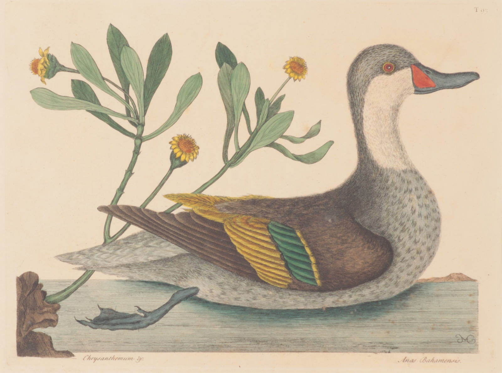 Mark Catesby - Ilathera Duck T93, Engraving: Mark Catesby (British/American, 1683-1749) "The Ilathera Duck", Plate T93, (Chrysanthemum, Anas Bahamensis), monogrammed MC in plate, from the third edition of 1771-1810.Included is the original