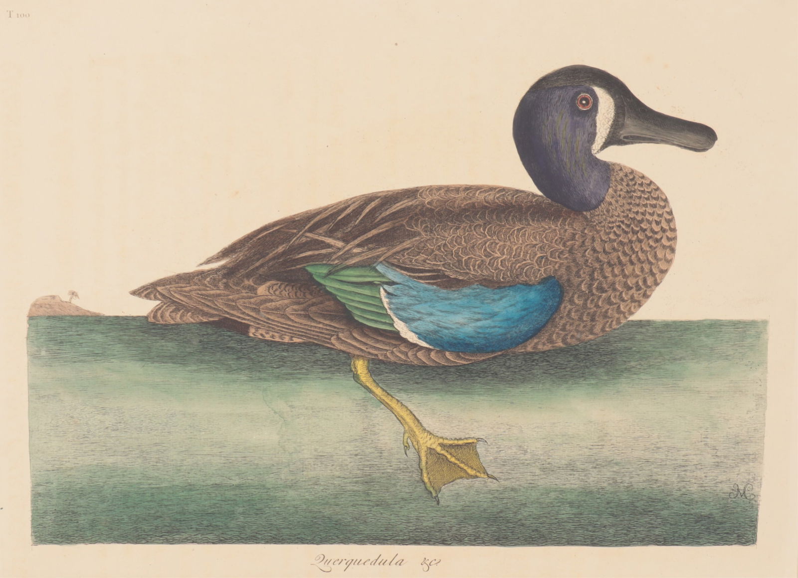 Mark Catesby - White-Faced Teal T100, Engraving: Mark Catesby (British/American, 1683-1749) "White-Faced Teal", Plate T100, (Querquedula), monogrammed MC in plate, watermark J. Ruse 1800, from the third edition of 1771-1810.Included is the original