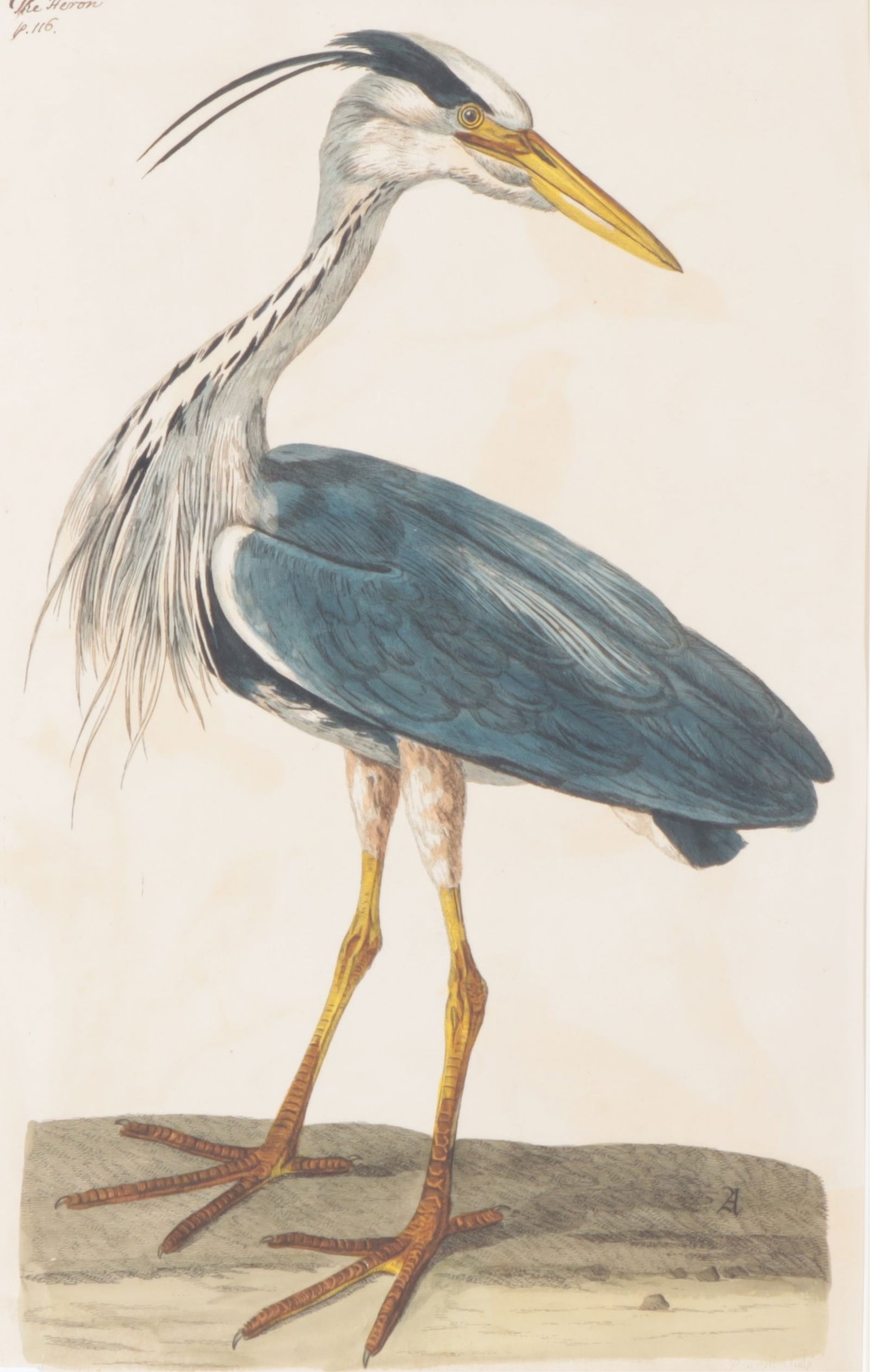 Paillou / Mazell - Grey Heron, Engraving: Peter Paillou, pinxit, Peter Mazell, sculpt., both 18th C., British, "Ardea Cinerea" (Grey Heron), Large Colored Engraving, from "The British Zoology", London, 1766, p.116, signed in the plate and