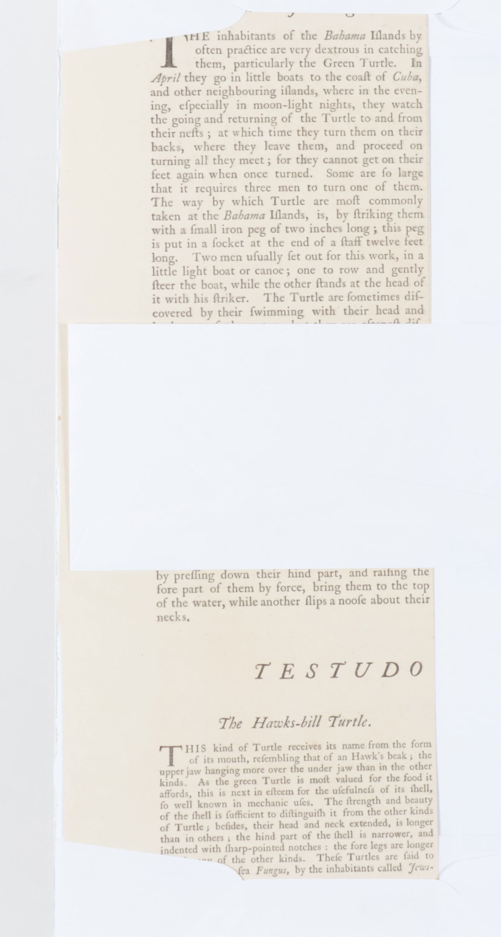 Mark Catesby - Hawksbill Turtle T39, Engraving - 10