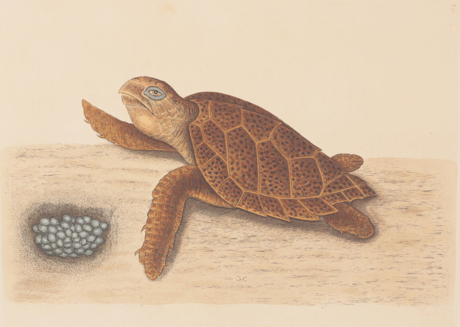 Mark Catesby - Hawksbill Turtle T39, Engraving: Mark Catesby (British/American, 1683-1749) "The Hawksbill Turtle", Plate T39, monogrammed MC in plate, watermark J. Ruse 1800, indicating the third edition of 1771-1810. Included is the original