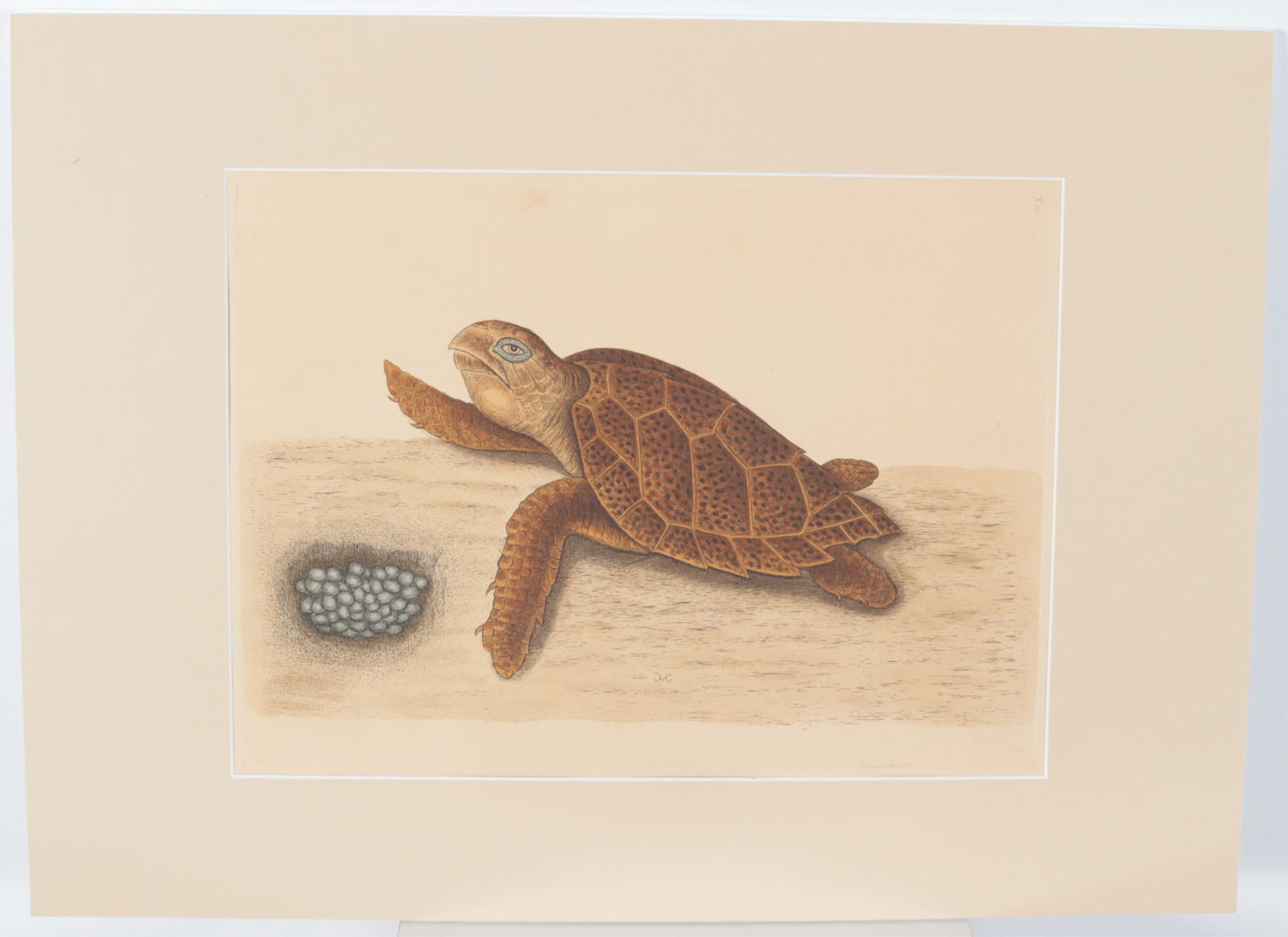 Mark Catesby - Hawksbill Turtle T39, Engraving - 2