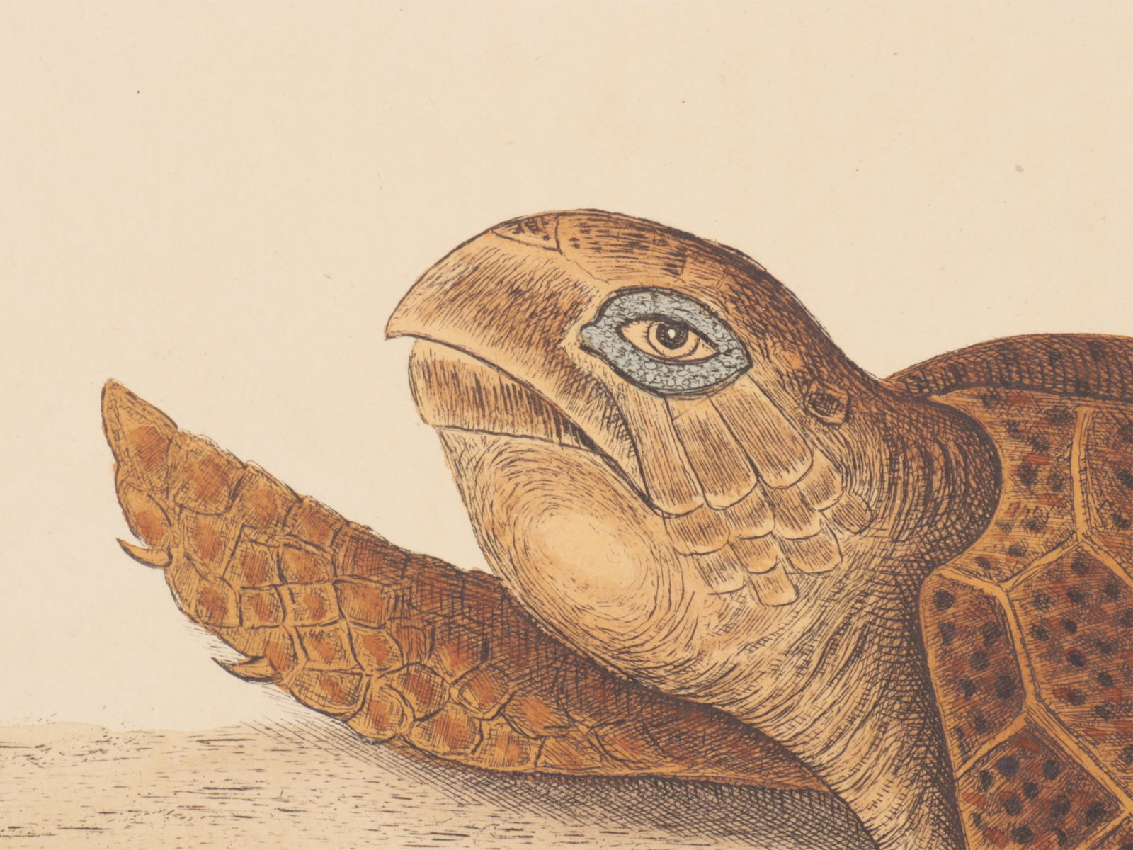 Mark Catesby - Hawksbill Turtle T39, Engraving - 3