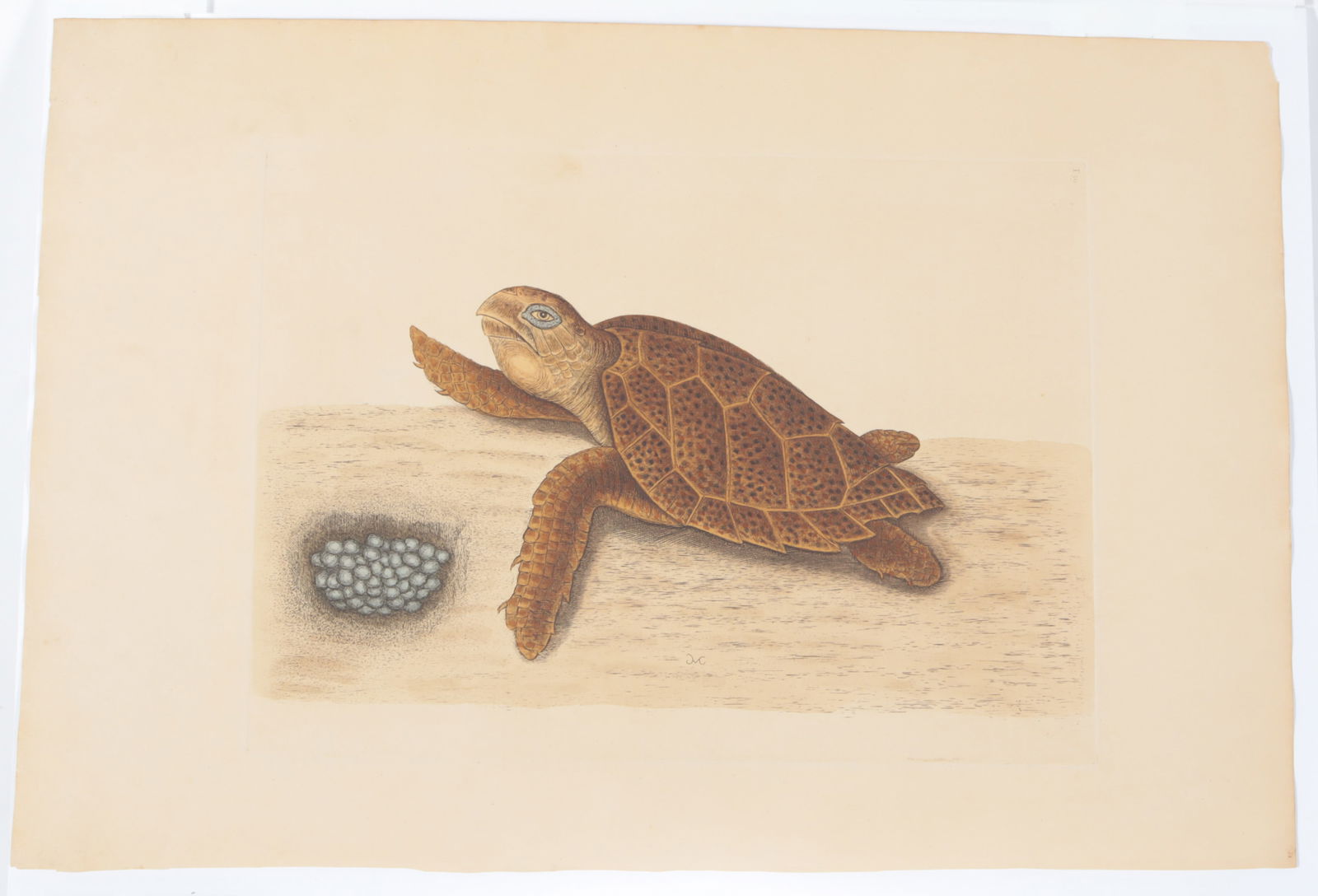 Mark Catesby - Hawksbill Turtle T39, Engraving - 6