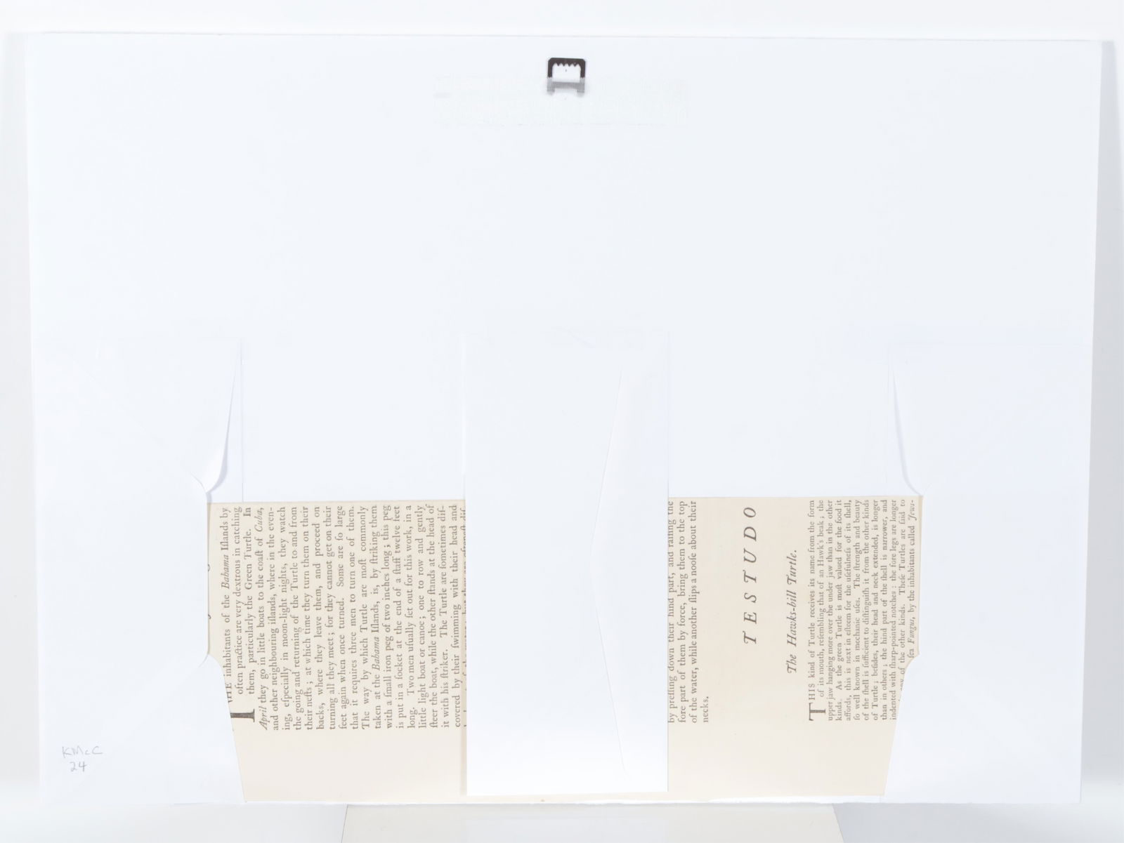 Mark Catesby - Hawksbill Turtle T39, Engraving - 9