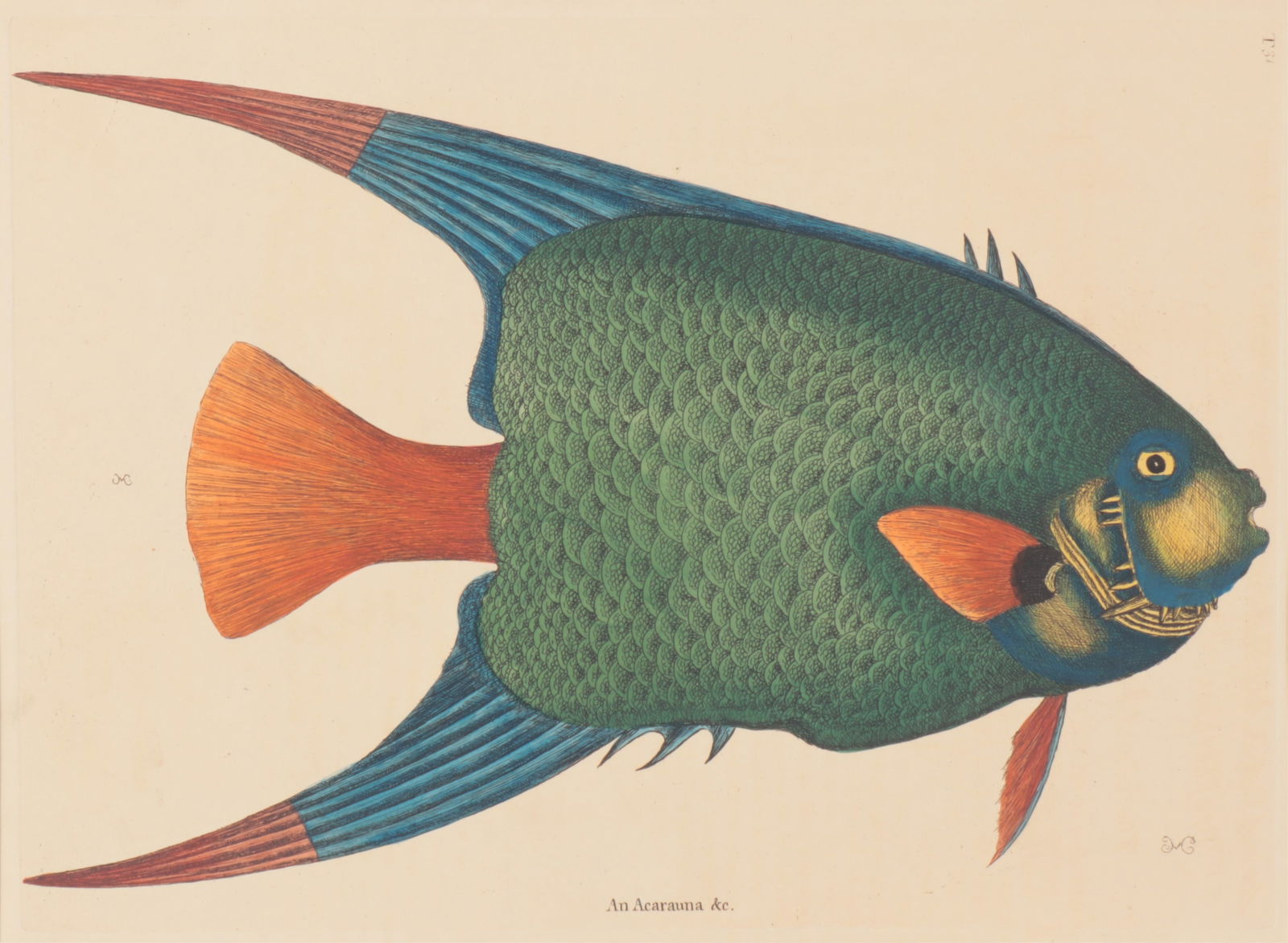 Mark Catesby - Angelfish T31, Engraving: Mark Catesby (British/American, 1683-1749) "The Angelfish", Plate T31, (An Acarauna), monogrammed twice in plate MC, from the third edition of 1771-1810.Included is the original sheet of text from