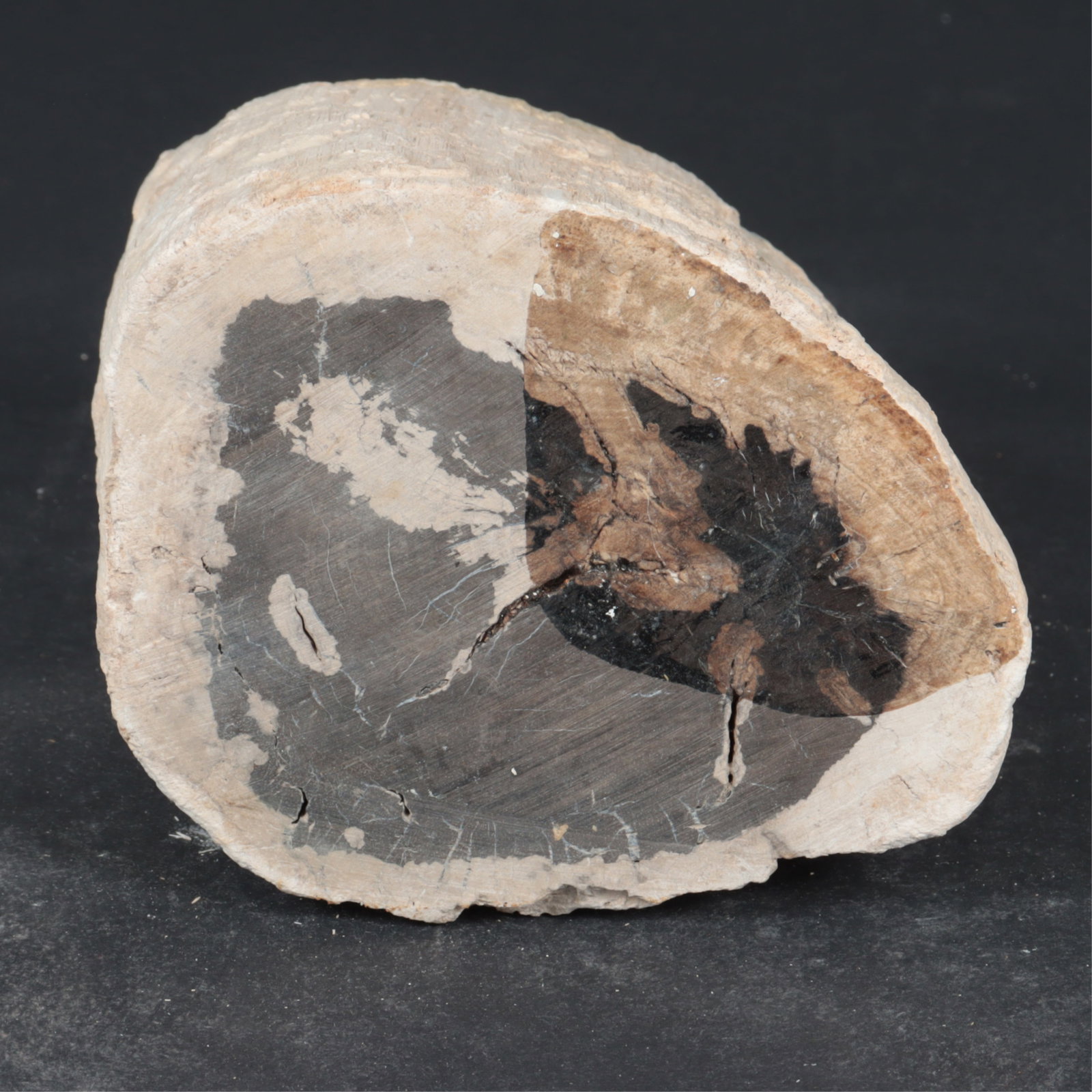 Five Petrified Wood Candlesticks - 6