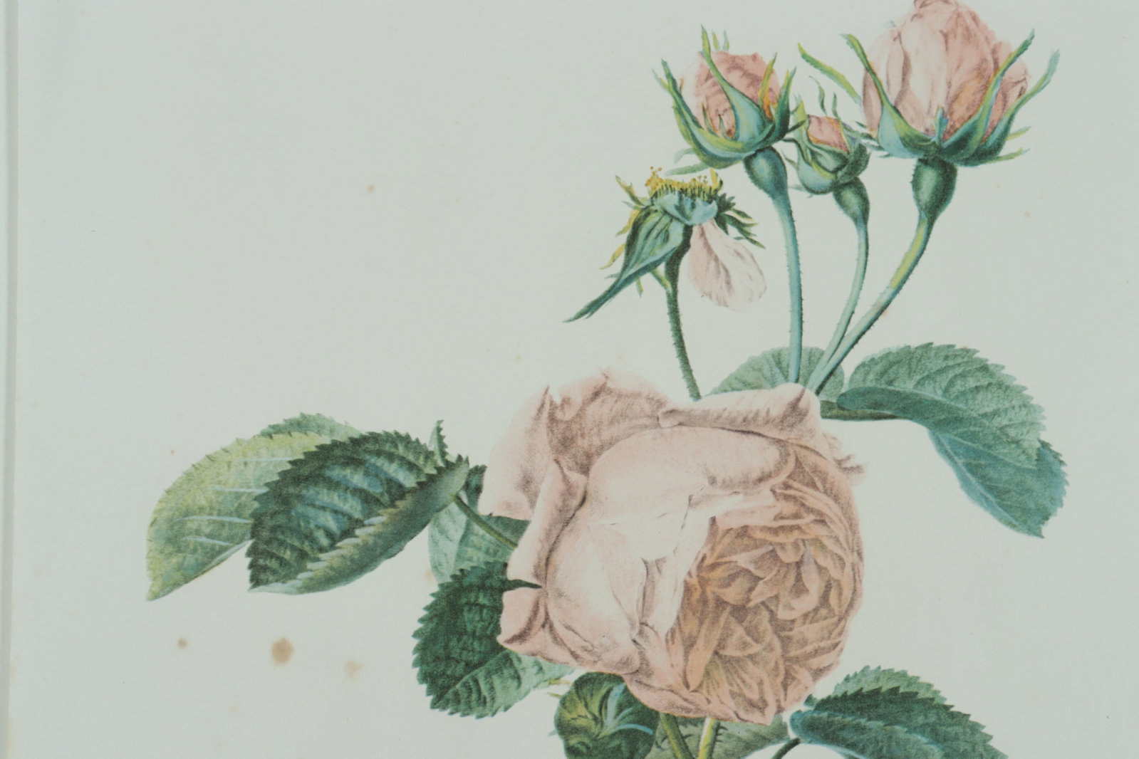 7 Framed Rose Botanicals - Bamboo Styled frames - 10