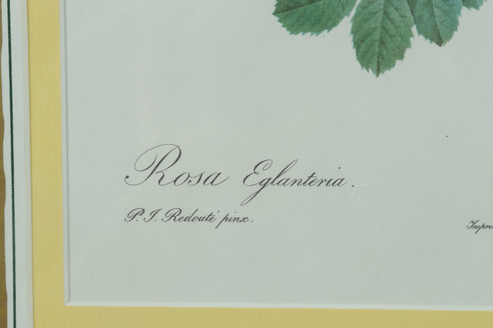 7 Framed Rose Botanicals - Bamboo Styled frames - 15