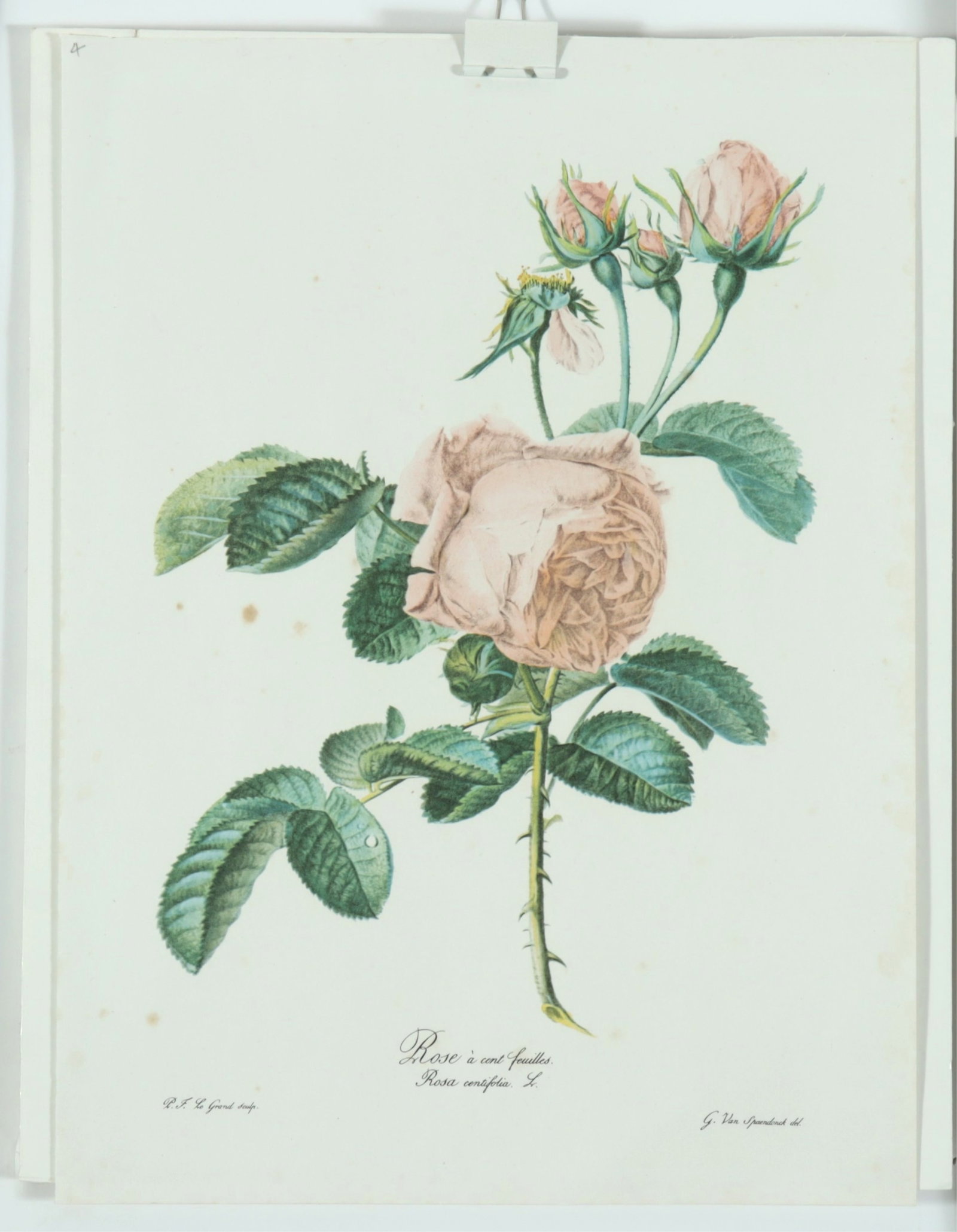 7 Framed Rose Botanicals - Bamboo Styled frames - 6