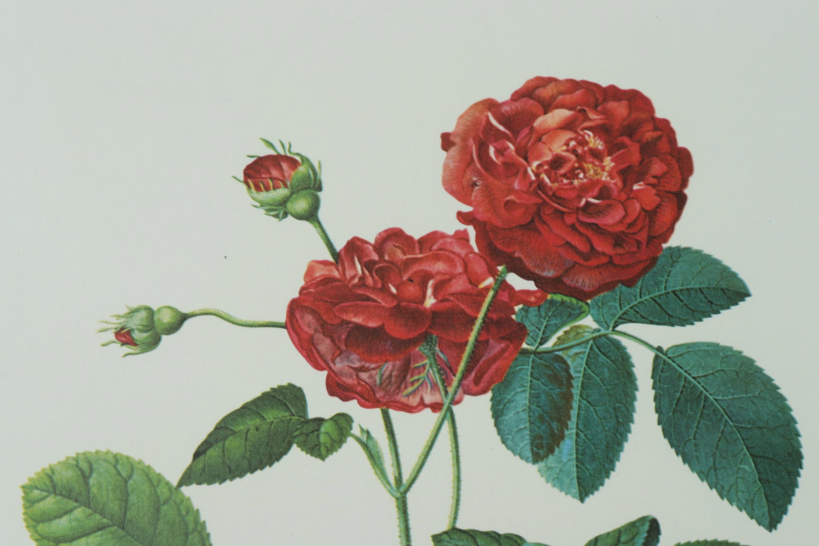 7 Framed Rose Botanicals - Bamboo Styled frames - 9