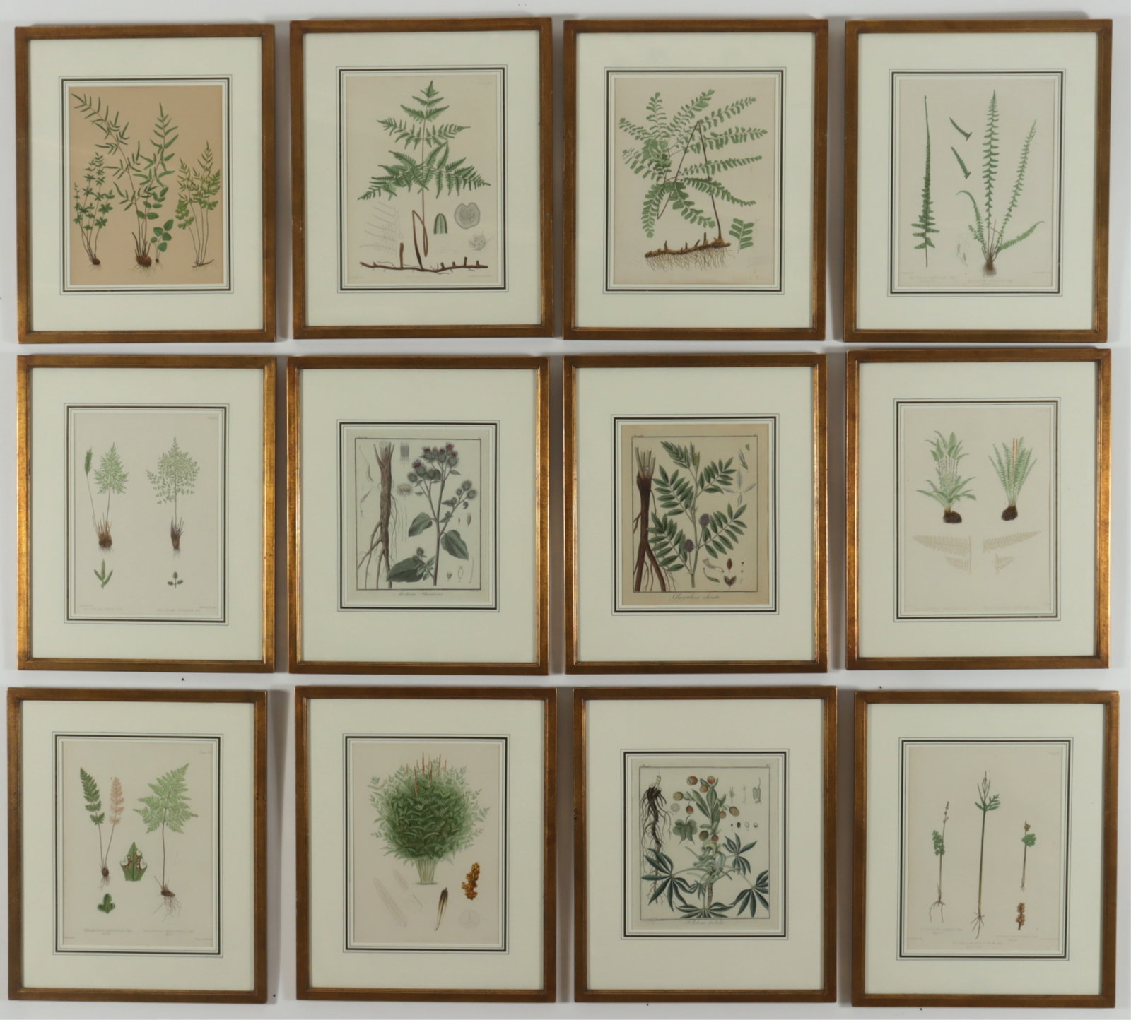 12 Botanical Etchings & Lithographs: Eight chromolithographs after watercolors by C.E. Faxon and J.H. Emerton from "Ferns of the United States of America" , c. 1879 by Daniel Cady Eaton a Yale botany professor who founded the Peabody