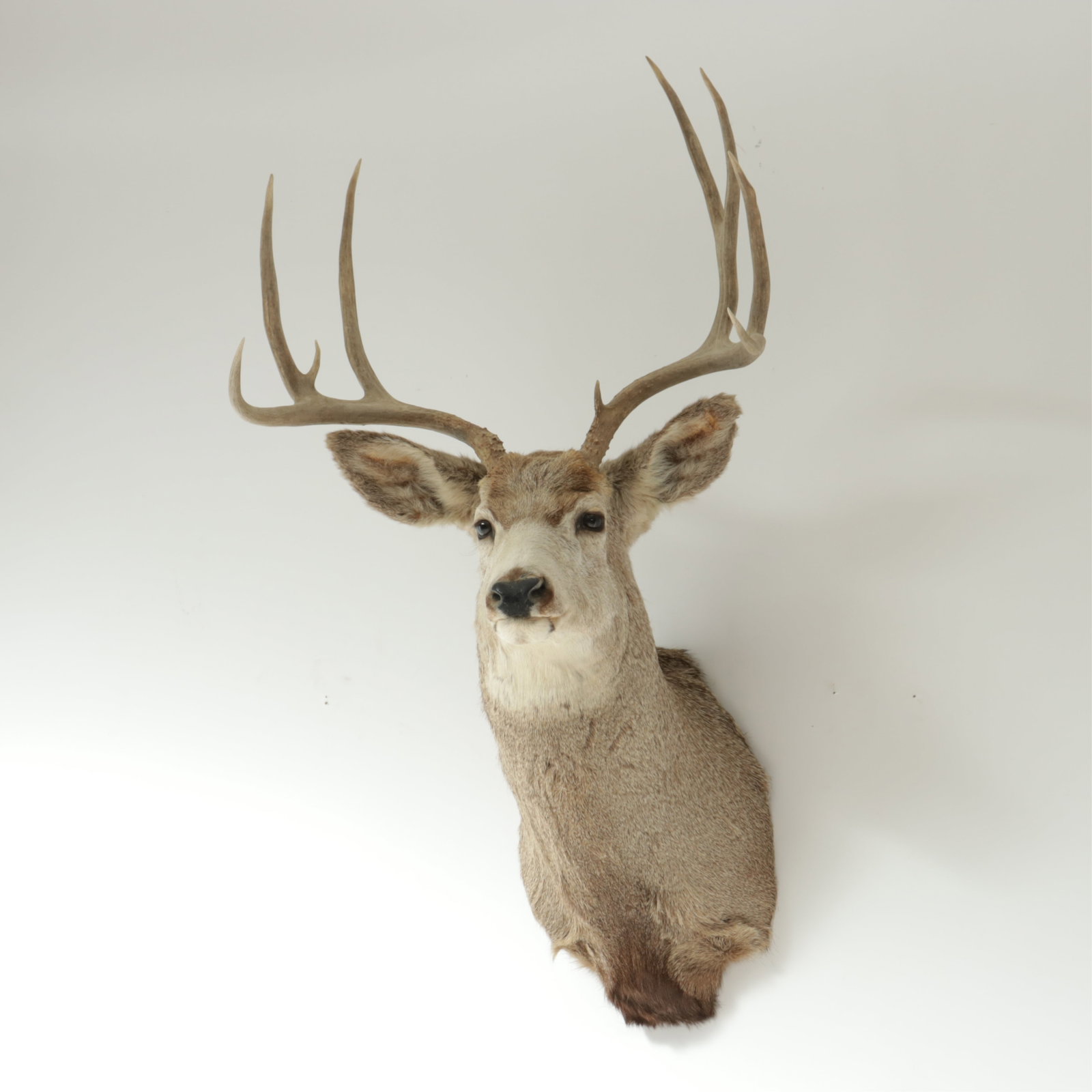 Male Deer Taxidermy Mount (1 of 5)