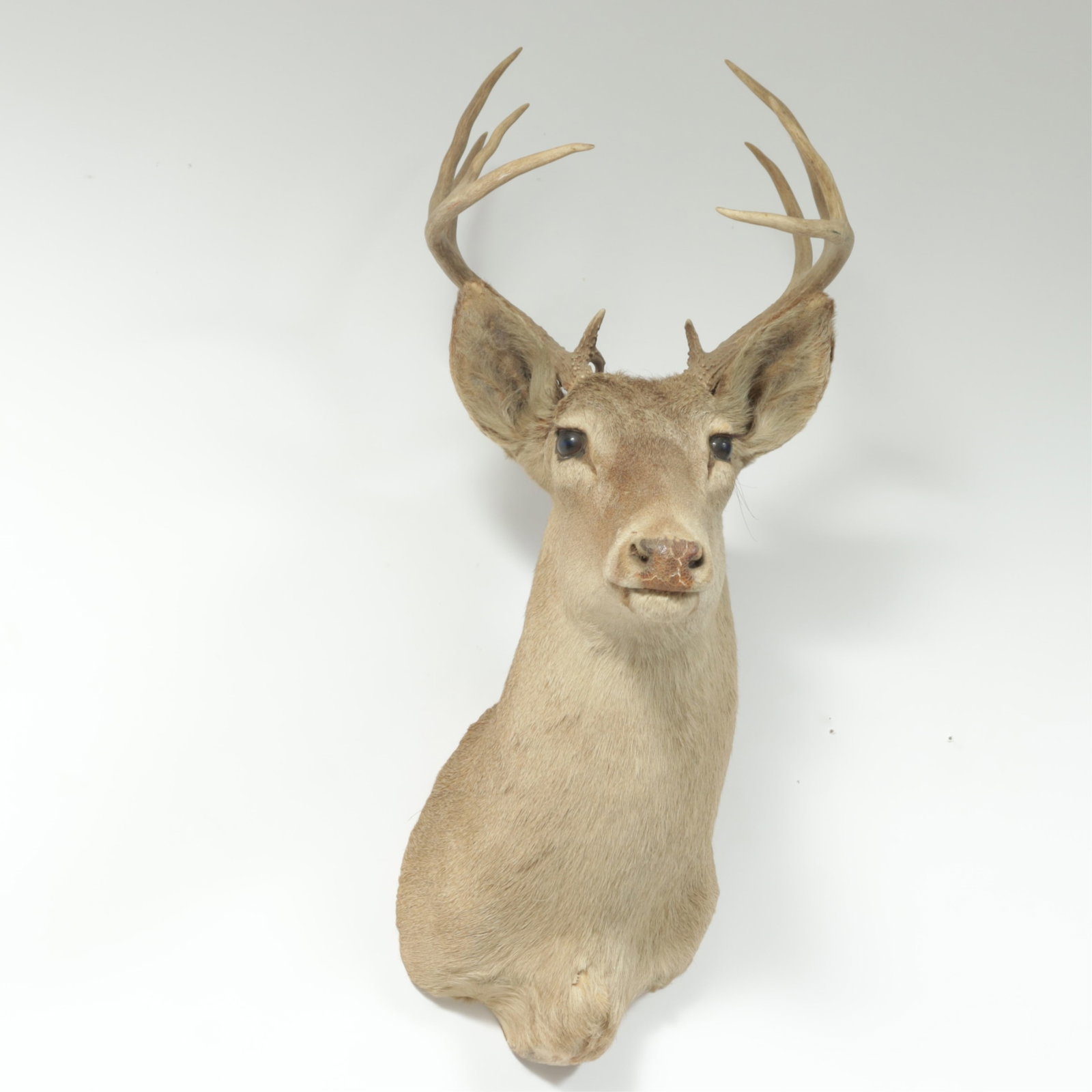 White Tail Deer Taxidermy Mount: White Tail Deer Taxidermy Mount 30.5" H