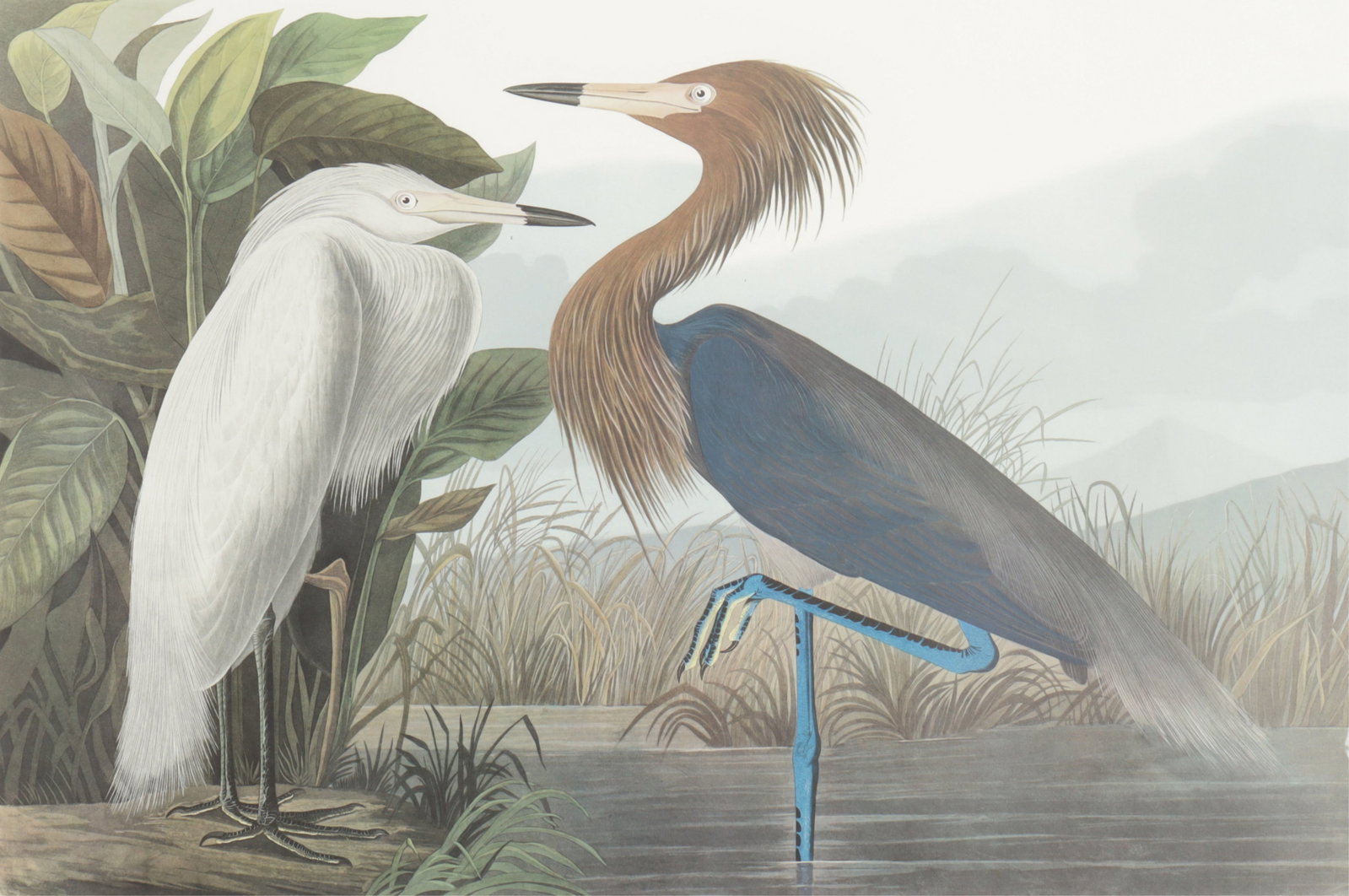 After John J. Audubon - Purple Heron Litho: After John J. Audubon, Purple Heron, plate 431, from Birds of America, Princeton Audubon reproduction lithograph. Image 25 x 35 Framed 34.5 x 44.5"