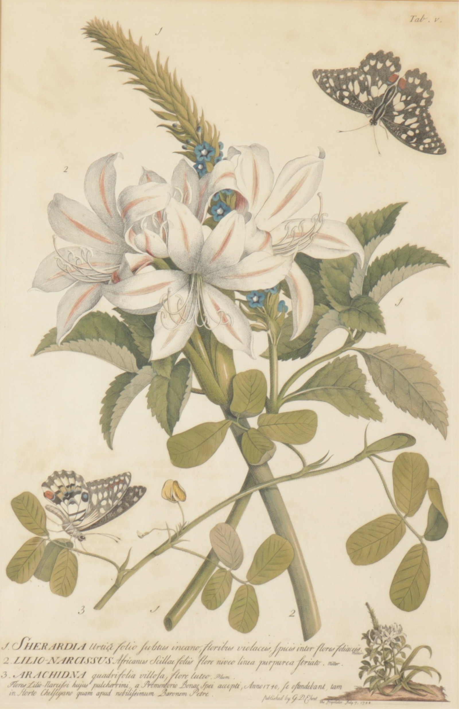 after Georg Dionysius Ehret - Botanical (1 of 7)