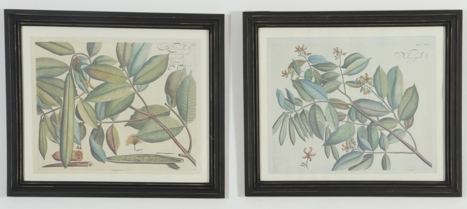Pair of French Botanical Prints: A pair of 20th century French inspired botanical prints housed in distressed black wooden frames. Framed 23 x 27.25"