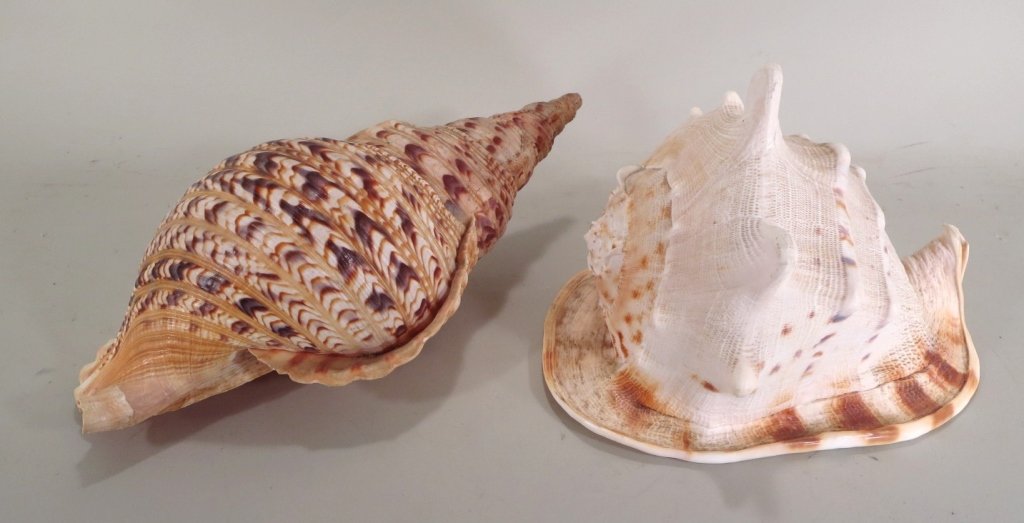 2 Large Seashells:Horned Helmet & Triton's Trumpet (1 of 6)