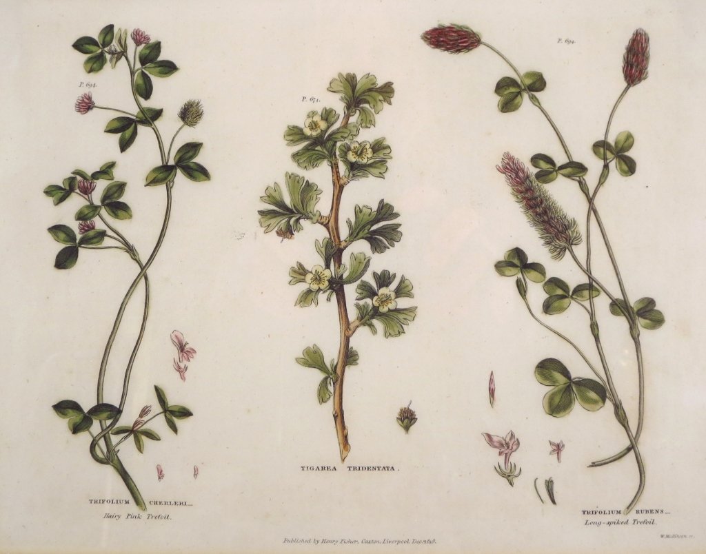 4 19th c. Decorative Flower Engravings (1 of 7)