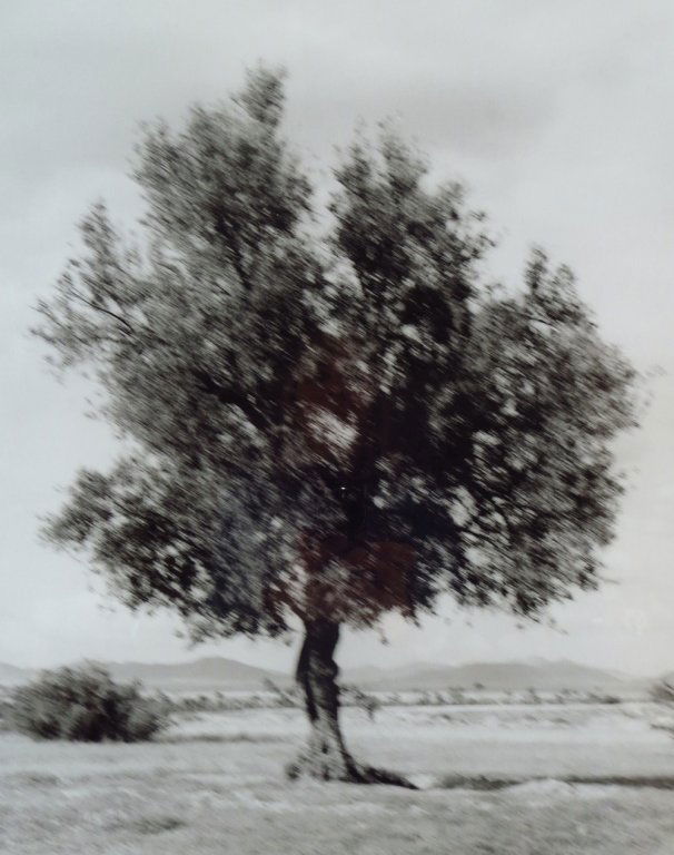 Mikael Jansson, Olivetree, Morocco, 1994" (1 of 5)