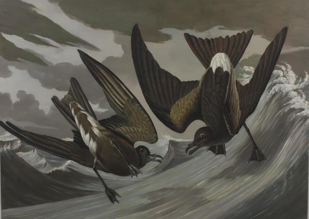 After John James Audubon, "Leach's Storm-Petrel": After John James Audubon, "Leach's Storm-Petrel" (1835), 20th/21st century, oil on canvas, unsigned unframed [1597](VONS4010) Dimensions:35" x 47" Condition:In very good condition