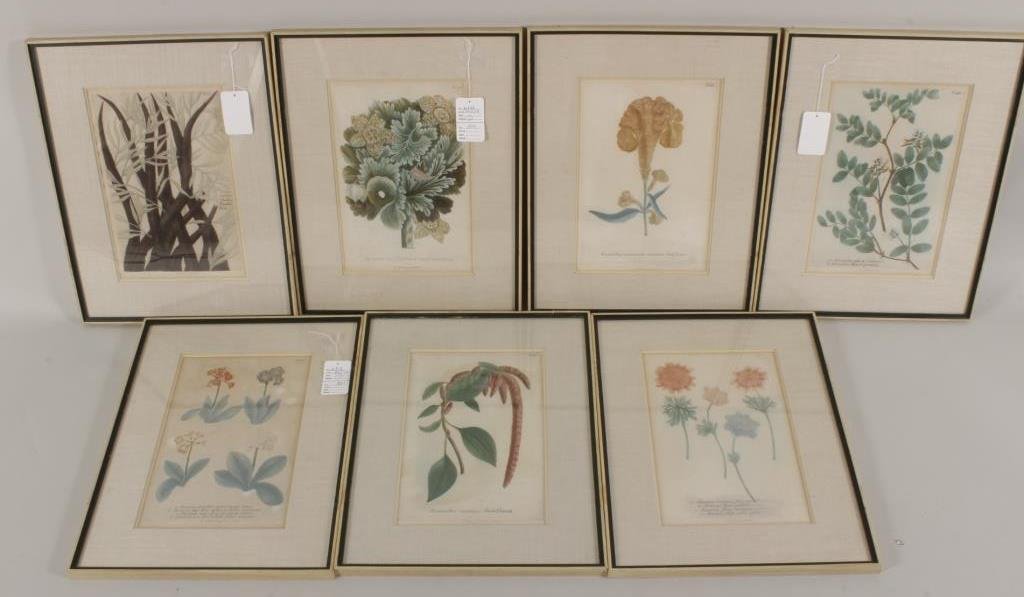 Various German 18th century Engravers, 7 Prints: Various German 18th century Engravers, Seven Prints from Johan Wilhelm Weinmann, German, 1684-1741, "Phytanthoza Iconographia", published in Ratisbon, 1737-45, handcolored etchings with engraving (7 p