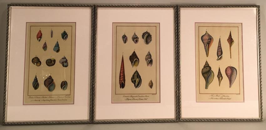 Cont'l Sch, 20th c., 3 Decorative Seashell Prints (1 of 4)